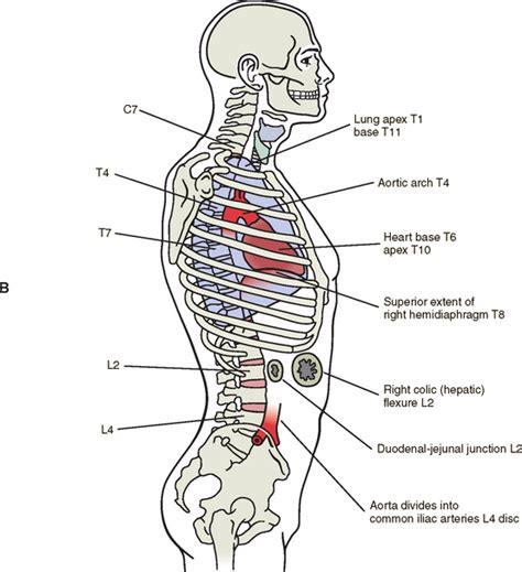 Surface Anatomy Of The Back And Vertebral Levels Of Clinically