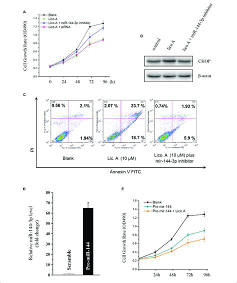 a knockdown of mir 144 3p by mir 144 3p inhibitor sirna enhances download scientific