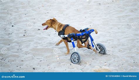 Disabled Dog In A Wheelchair Walking Happily Stock Photo Image Of