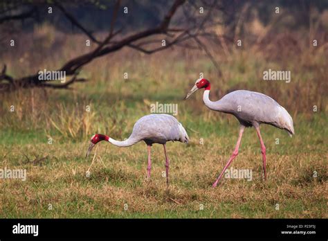Sarus Cranes Grus Antigone In Keoladeo Ghana National Park Bharatpur