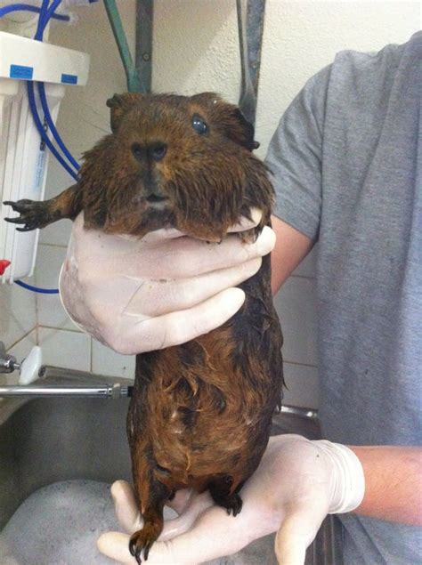 Completing the fafsa yearly has several purposes. Tips for Bathing Your Guinea Pig | Guinea Pig Bath