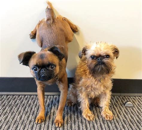 brussels griffon breed information guide quirks pictures personality facts barkpost