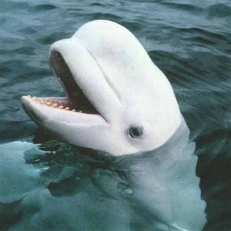 Stream Baby Beluga In The Deep Blue Sea Draft By Osos Listen