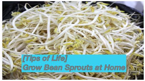 Tips Of Life Easy Way To Grow Bean Sprouts At Home Youtube