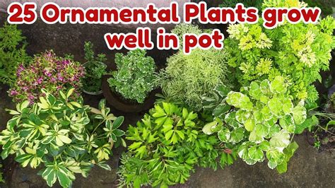 All Season 25 Ornamental Plants In India Plant Names With Pictures