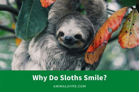 Why Do Sloths Smile The Smiling Secret Animal Hype