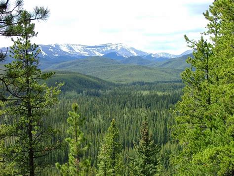 Boreal Forest Of North America