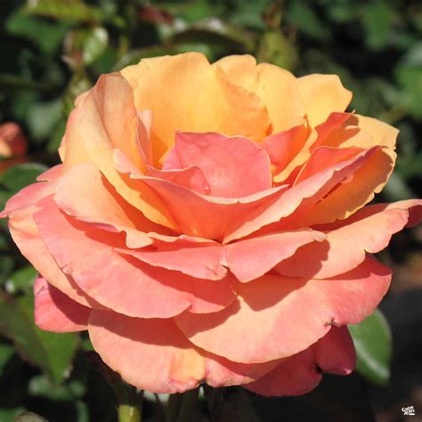 Annas Promise® Rose — Green Acres Nursery And Supply