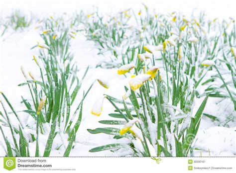 Daffodils In The Spring Snow Stock Image Image Of Cold Bulb 30030187