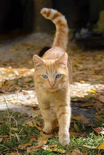 Beautiful Blueeyed Ginger Cat Stock Photo Download Image Now Istock