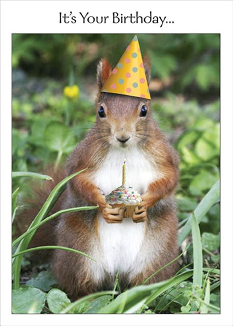 Rsvp Squirrel In Party Hat Holding Cupcake Funny Humorous Birthday