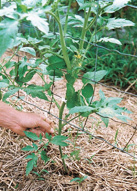 How To Grow Beefsteak Tomatoes Finegardening