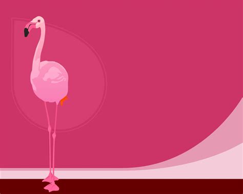 Free Download Flamingos Flamingo Hd Wallpaper General 1920x1080 For