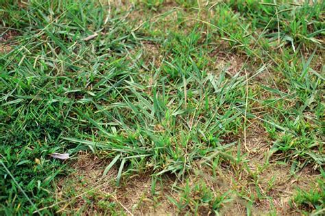 Identifying Common Texas Lawn Weeds Hg Lawn Care And Lighting