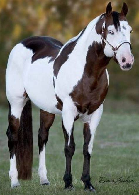 Maybe you would like to learn more about one of these? (4) Twitter | Horse breeds, Horses, Pretty horses