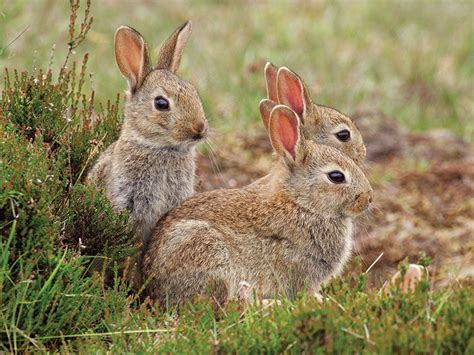 Whats The Difference Between Rabbits And Hares