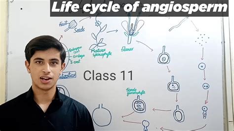 Life Cycle Of Angiosperm Class 11 Ch8 And Concept About Evolution Of