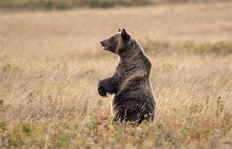 Grizzly Bear In Glacier National Park By Katie Linsky Shaw
