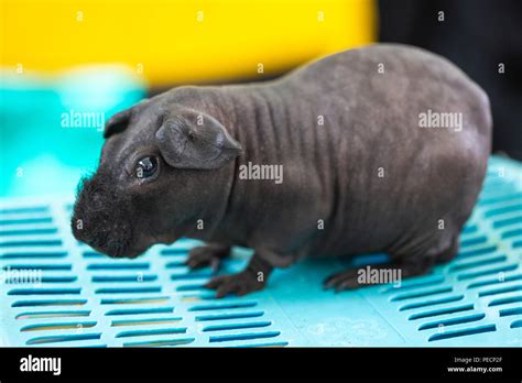 Hairless Guinea Pig Skinny Pig In The Pet Shop Stock Photo Alamy