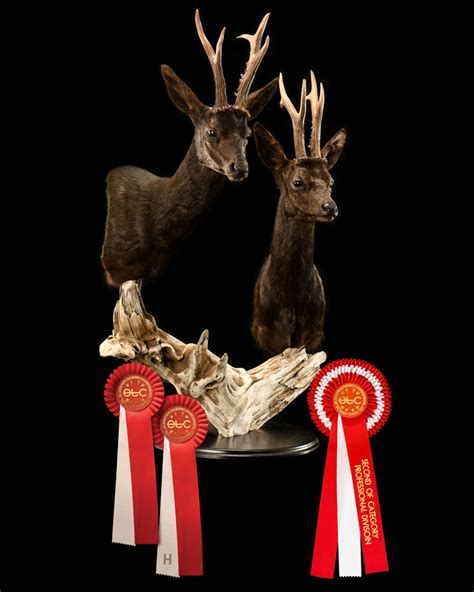 2 X Black Roebucks2 Etc 2023 With Ribbons First Class Trophy