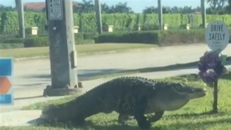 massive gator caught on camera strolling along busy florida street massive gator takes a stroll