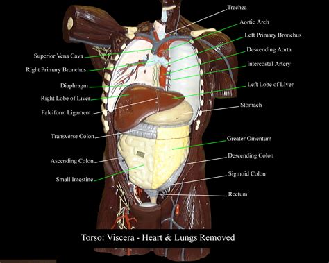 Diagram Of The Human Torso Model Abdominal Cavity No