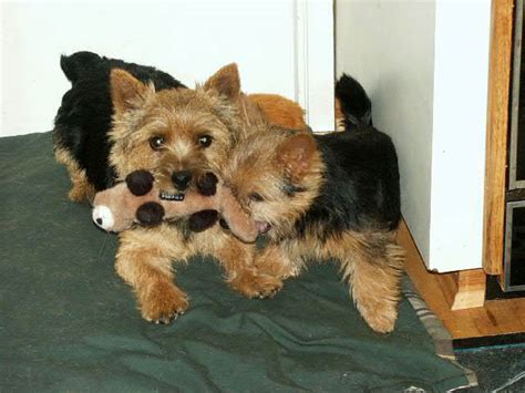 norwich terrier dog breed information puppies pictures