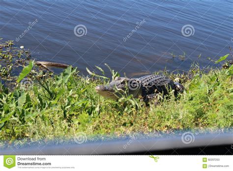 Florida Alligator Stock Image Image Of Reserve Apopka 92207253