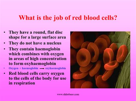 The Components Of The Blood And Their Jobs Presentation Biology