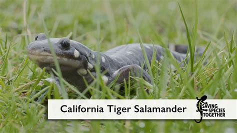 Anuncio de servicio público Salamandra Tigre de California Salvemos