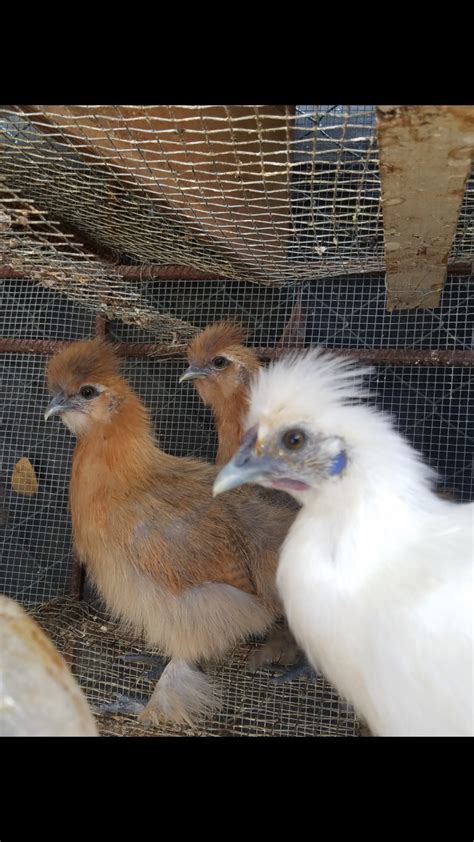 Silkie Chickens For Sale In Portmore St Catherine Birds