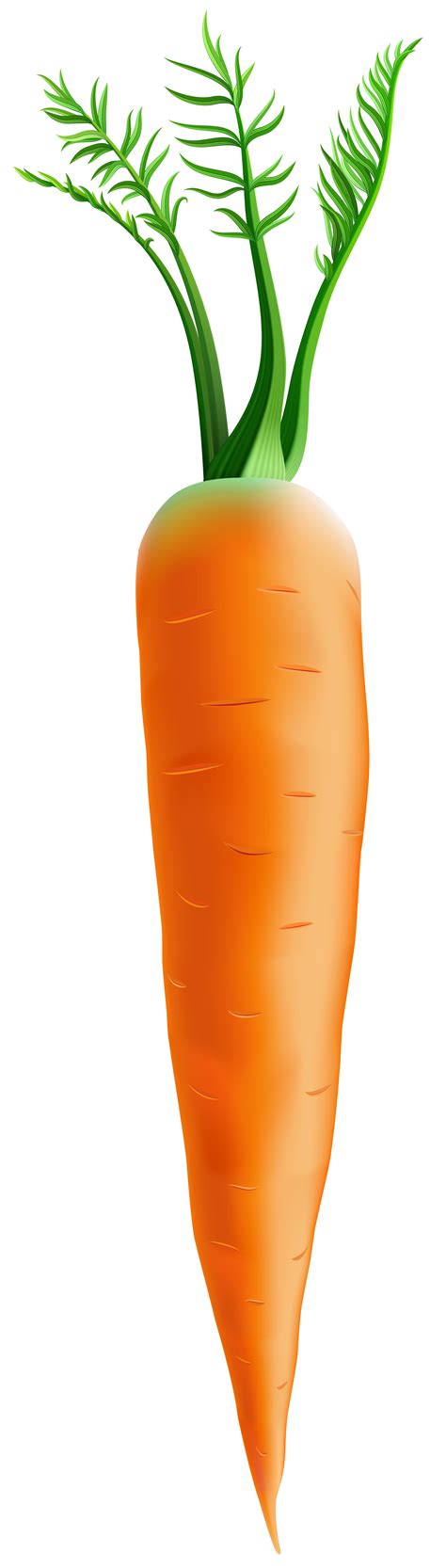 Free Carrot Background Cliparts Download Free Carrot Background