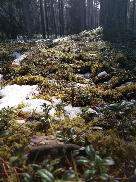 Estonian Forrest In Spring Cute Pic