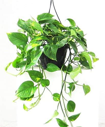 Huaesin pianta finta cadente 3.4 ft piante. Piante Pendenti Da Appartamento