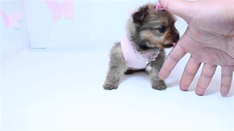 Yorkie puppies are absolutely adorable! Pretty Teacup Porkie puppy by PuppyHeaven.com - YouTube