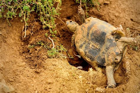 Avoid handling the pond turtle eggs. Land turtle laying eggs stock image. Image of reptiles ...
