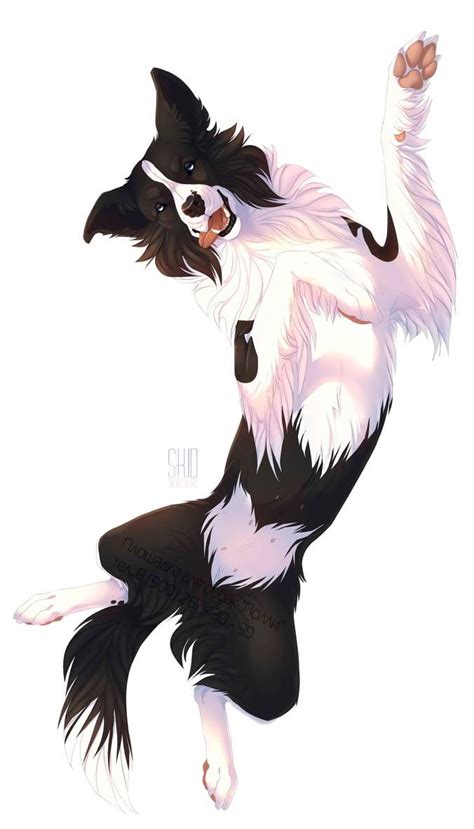 Polly Border Collie By Mr Skid On Deviantart Dog Drawing Canine Art