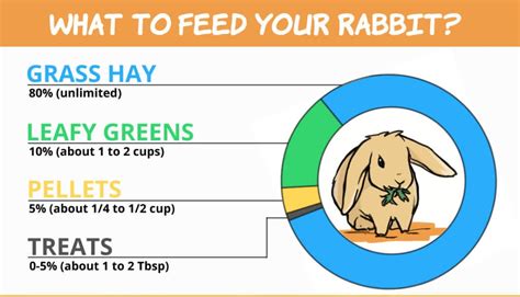 Rabbit Nutrition Needs
