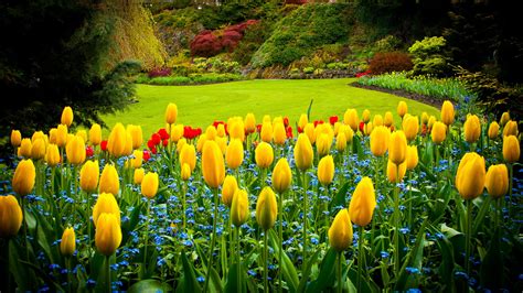 Garden With Beautiful Yellow Florals Hd Garden Wallpapers Hd