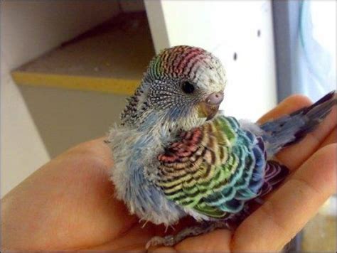A Guide To Rare Parakeet Colors Bird Lover