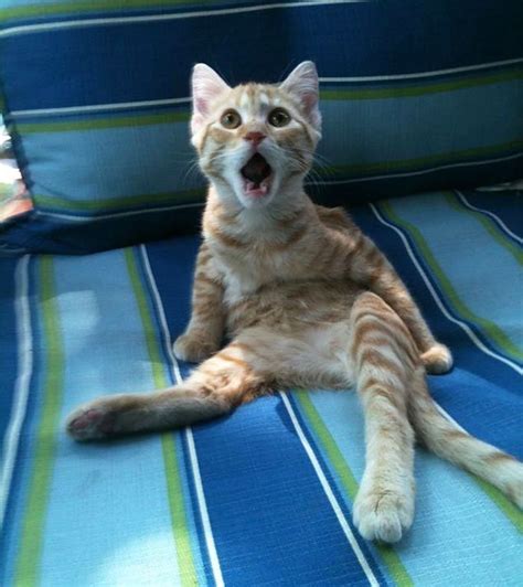 Cat Surprised Briffme Social Media Site And Best Of Viral And