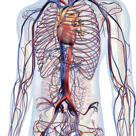 Male Internal Anatomy Of Heart Photograph By Hank Grebe Fine Art America