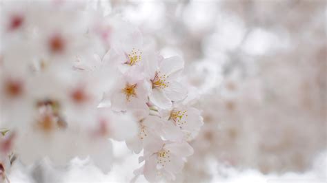 Download White Cherry Blossom Macro Wallpaper 1920x1080 Wallpoper 440148