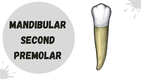 Morphology Of Mandibular Second Premolar Dental Anatomy Youtube My