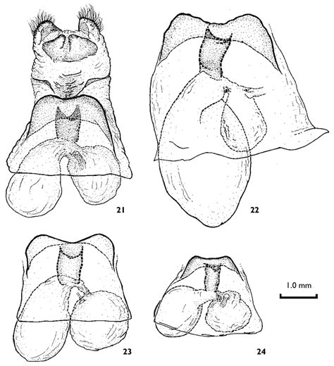 Ventral View Of Female 8 Th Sternite And Bursa Copulatrix Corpus