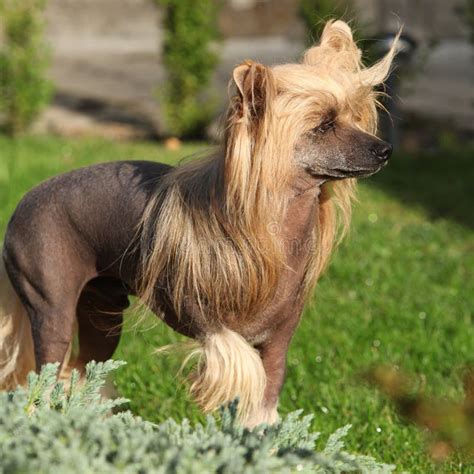 Chinese Crested Dog In The Garden Stock Photo Image Of Color