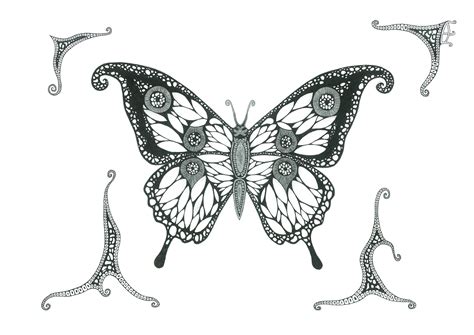 Butterfly Original Ink Drawing A3 42x30cm By David Ektermanis