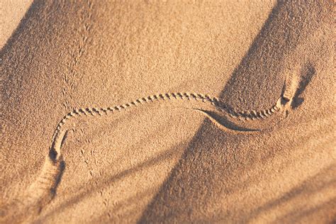 Animal Track In Desert Sand In The Sahara Desert Of