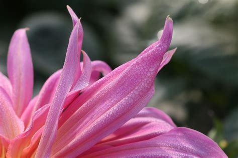 Free Images Nature Blossom Dew Flower Petal Botany Pink Flora Close Up Dahlia Lily