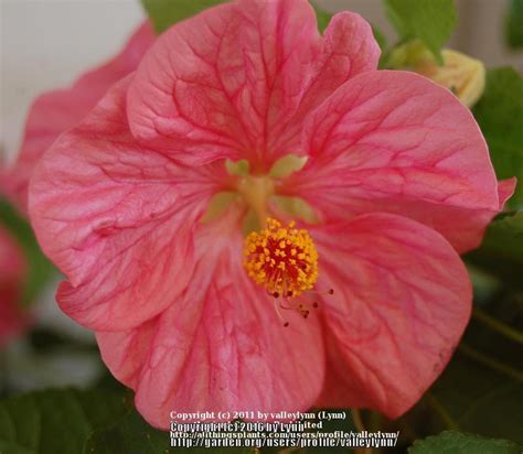 Photo Of The Bloom Of Flowering Maple Abutilon Bella Pink Posted By